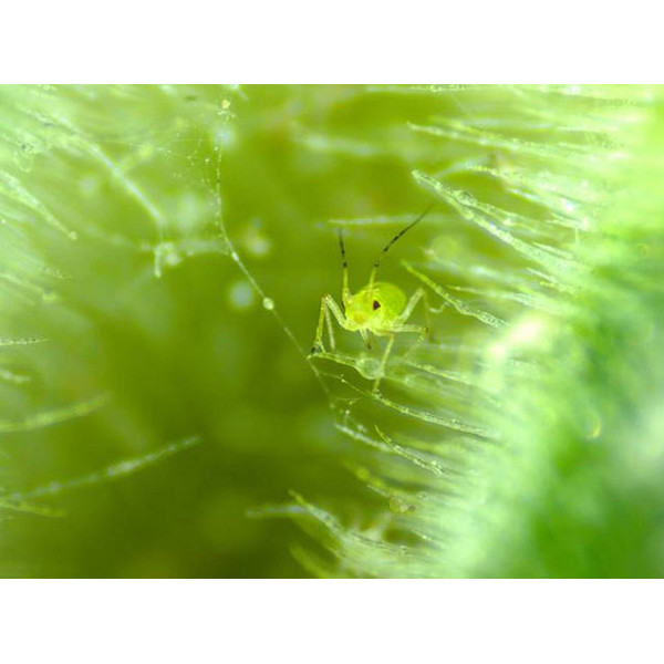 Microscope stéréo zoom ZEISS Stemi 305 cam W, K EDU, bino, Greenough, w.d. 110 mm, 10x/23, 8-40x, spot K LED, 4 MP, Wi-Fi