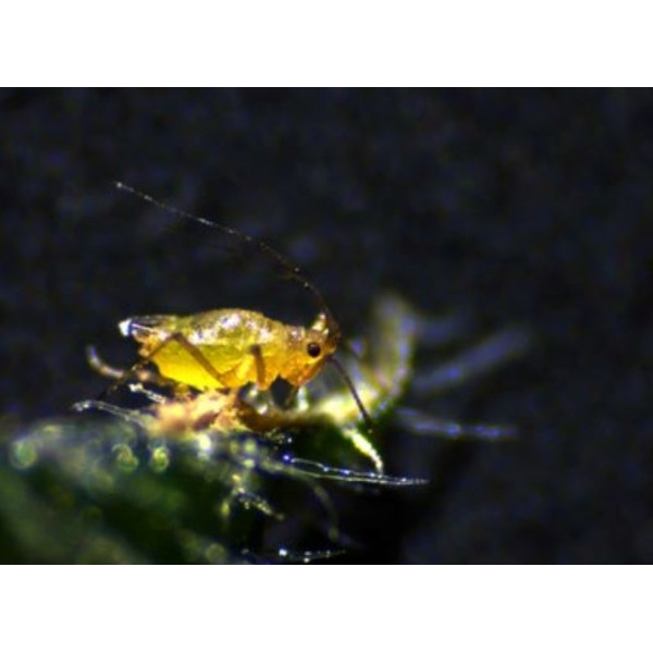 Microscope stéréo zoom ZEISS Stemi 305 cam W, K EDU, bino, Greenough, w.d. 110 mm, 10x/23, 8-40x, spot K LED, 4 MP, Wi-Fi