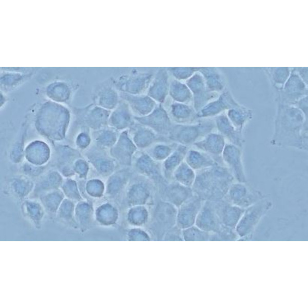 Microscope Evident Olympus Olympus CX43 FL, trino, infinity, LED,  sans objectifs !