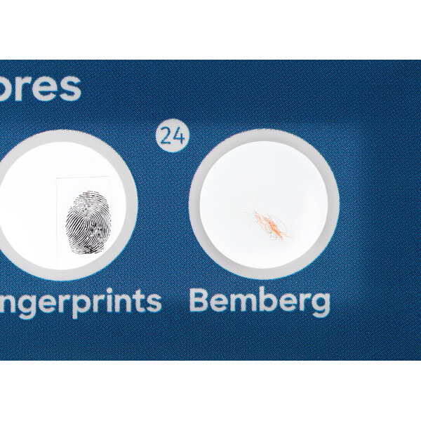 Discovery Lames préparées Flora 12