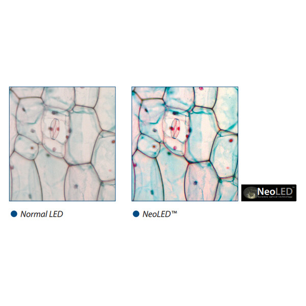 Euromex Microscope iScope IS.1159-PLPHi, binoculaire + phototube, infinity, plan phase IOS 100x-1000x, 10x/22 DL, Köhler LED
