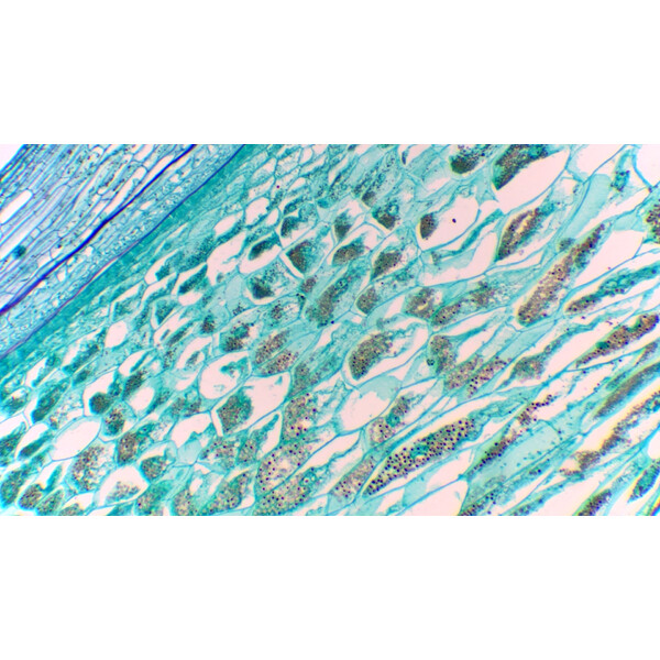 ToupTek Kamera ToupCam XCAMLITE1080P A, color, CMOS, 1/2.8", 2.9µm, 60fps, 2 MP, HDMI