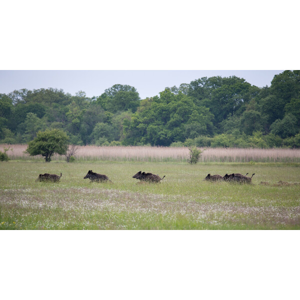 ZEISS Wildkamera Secacam 5 100° Wide angle