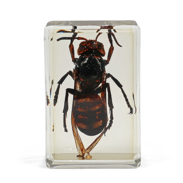 Omegon Dauerpräparat Asiatische Riesenhornisse