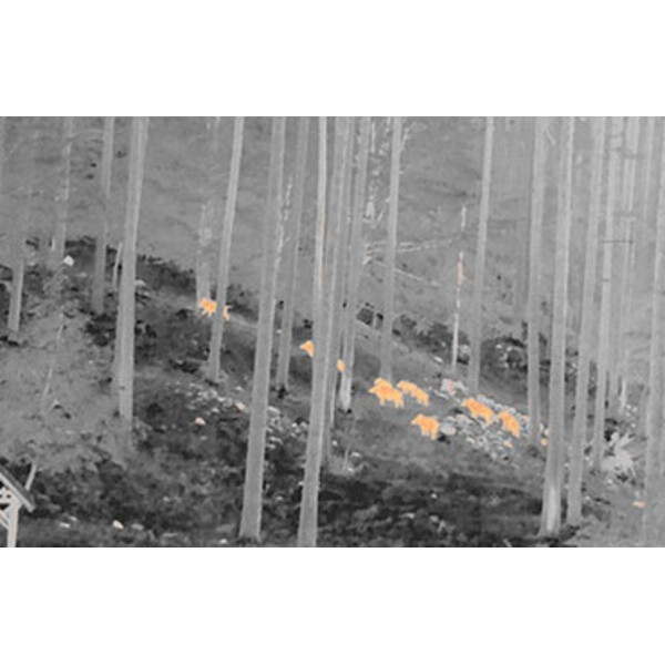 NiteHog Thermalkamera Viper 50 NXT