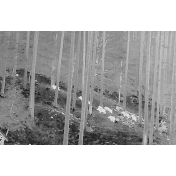 NiteHog Thermalkamera Viper 50 NXT