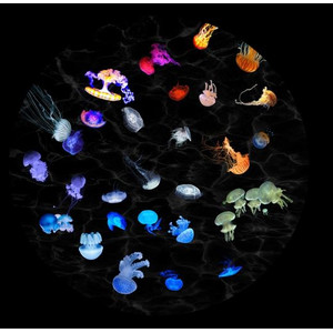 astrial Diapositive pour le planetarium Sega Homestar « Méduses »