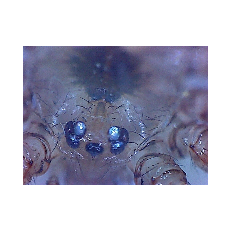 Omegon DigitalView USB-Handmikroskop