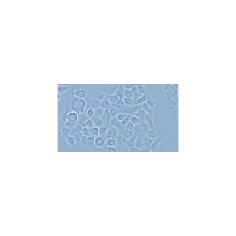 Microscope Evident Olympus Olympus CX43 FL, trino, infinity, LED,  sans objectifs !